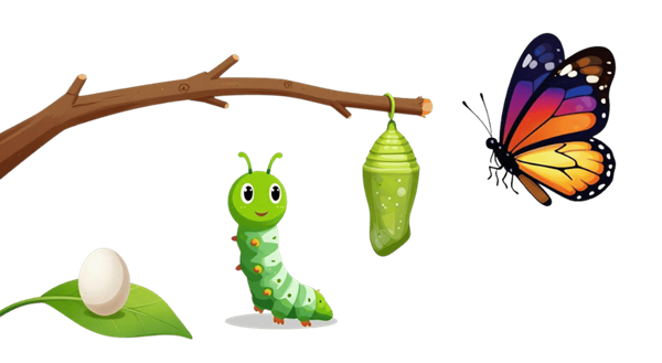 Metamorphose des Schmetterlings